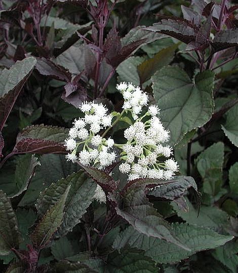 Eupatorium rugosum 'Chocolate'